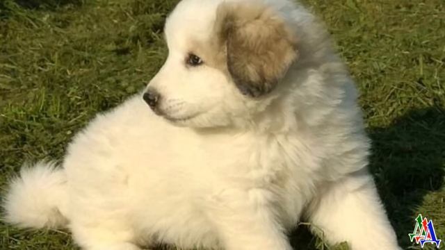 ШАМАН 22.  Ольги обманула! Расстроенный Виктор взял щенка на руки и прижался к нему щекой смотреть онлайн