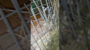 как быстро растут кролики