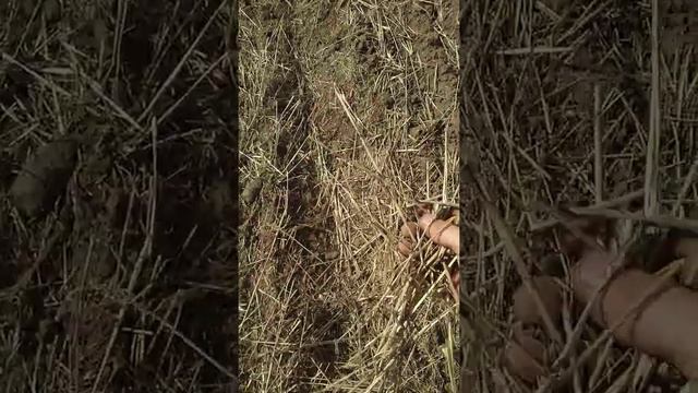 #трактор к 700 с мотором ямз-7511 заканчиваю поле культиватором кс10 смотреть онлайн