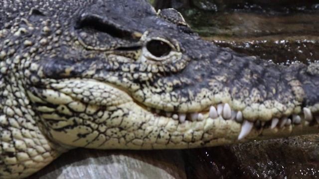 Кубинский крокодил - Ялтинский крокодиляриум. смотреть онлайн
