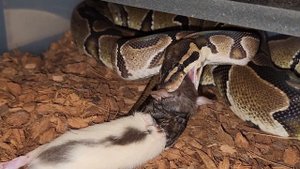 Crushed Up The Rat / Warning Python Live Feeding