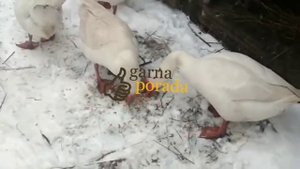 Когда можно кормить кукурузой гусей, уток, курей