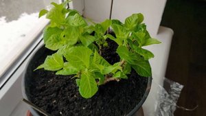 Как зимовать гортензии в горшке