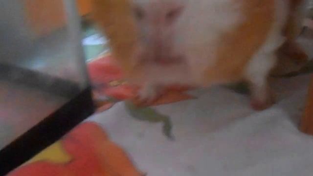 МИНИ-ПОДАРОК на 2 года!! | Stepa Show смотреть онлайн