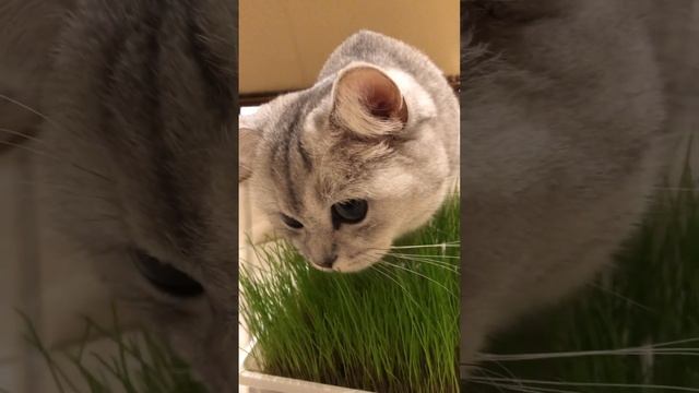 Почему кошки едят траву? смотреть онлайн