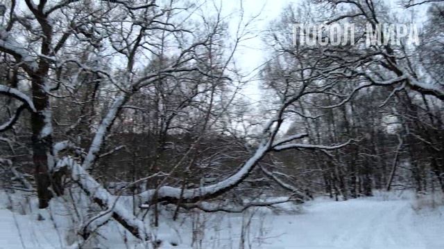 Зимний лес в 4K. Winter Forest 4K