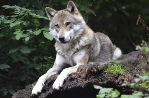 Лучшие истории про волков, опубликованные за год. Интересные истории из жизни животных.