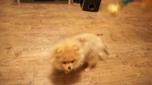 Померанский шпиц 4 месяца. Pomeranian 4 months.