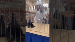 Саудовская Аравия. Выставка декоративных узбекских голубей | Uzbek pigeons | الحمام الأوزبكي