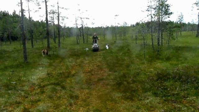 Травянистые болота. Мотобуксировщик Следопыт смотреть онлайн