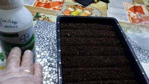 Это Крутая бегония, проверено! Серия Нон Стоп. Сроки посева бегонии клубневой