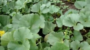 Как ухаживать и повысить урожай дынь