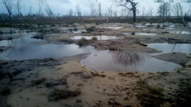 2017 04 Підкреслена екологія Полісся. смотреть онлайн