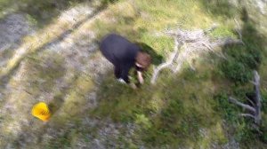 сбор грибов в Коми