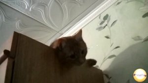 Джонси - рыжий кот / Jonesy - rad cat