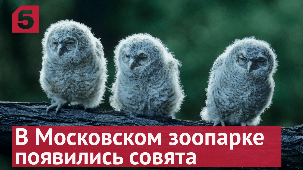 В Московском зоопарке появились птенцы длиннохвостой неясыти