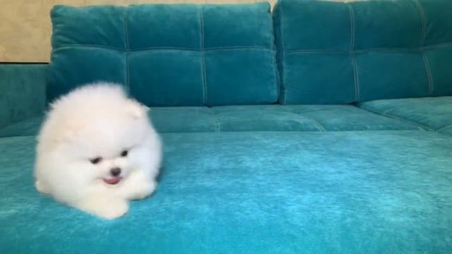 100 % ЭКСКЛЮЗИВ! Белый МИШКА померанский шпиц) смотреть онлайн