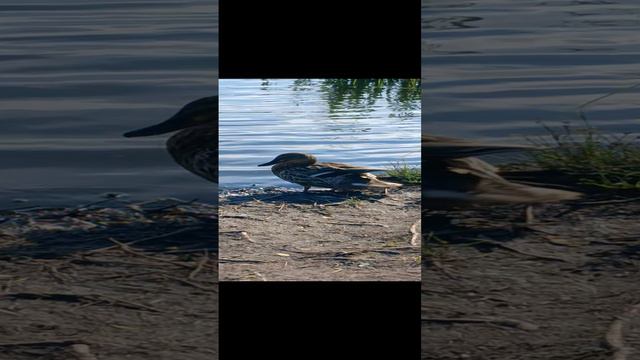 сегодня жарко 😀🦆