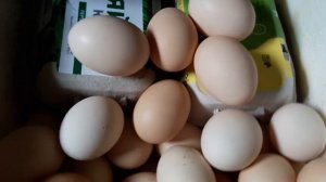 Вот что получилось, Помесь или породы кур Мини мясные палевые Брезе Бресс Гальцы Французкая курица