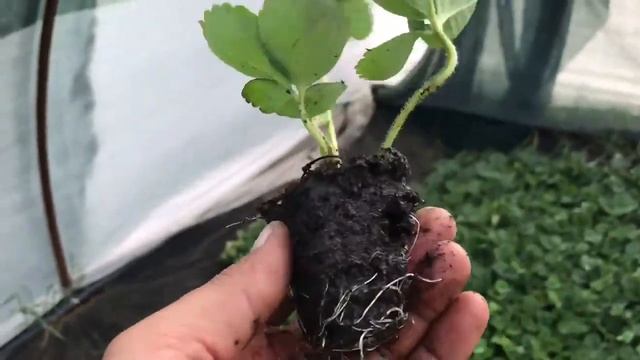 Сколько нужно удобрений под один куст клубники смотреть онлайн