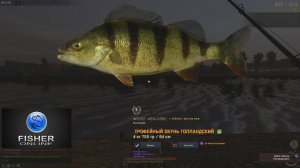 Fisher Online / трофейный окунь голландский