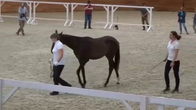 Продажа Ахалтекинских лошадей.Sale of Akhal-Teke horses.https://akhaltekellc.com смотреть онлайн