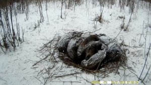 Лежка дикого кабана. Лучше не наступать.