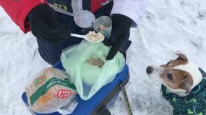 Зимняя рыбалка с собакой/ Чуть не ушли под лёд/ С Джек рассел терьером на заливе рыбачим на мормышк