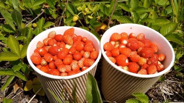 Все О Землянике. Что Может Земляника, Полезные Свойства