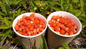 Все О Землянике. Что Может Земляника, Полезные Свойства