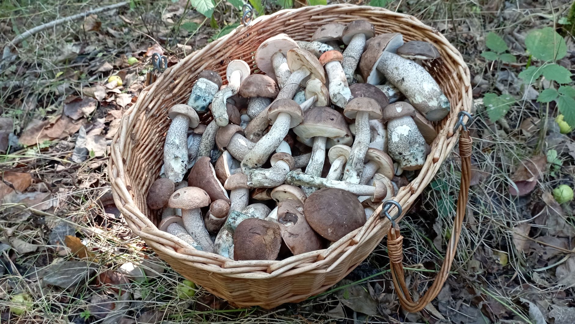 Какие грибы можно собирать в лесу