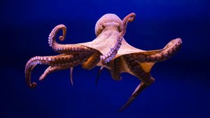 Картинка подводный мир. Осьминог, спрут. Isithombe emhlabeni jikelele wamanzi. Octopus