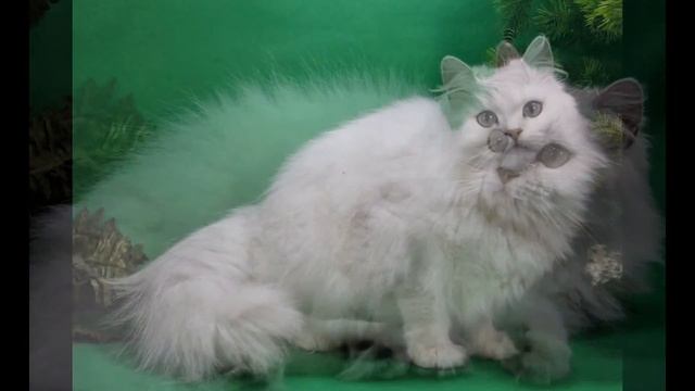 Британская длинношерстная шиншилла Лучшая из Лучших