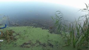 РЫБАЛКА на ФИДЕР ОСЕНЬЮ... 10 СОВЕТОВ для РЫБАЛКИ на ФИДЕР ОСЕНЬЮ