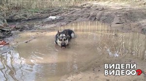 Собака в луже. Видели видео? Фрагмент выпуска от 26.02.2023