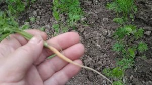 Почему у моркови курчавые листья?Вредитель моркови-морковная листоблошка.