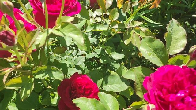 Роза Дэвида Остина Дарси Басселл ( Darcey Bussell )