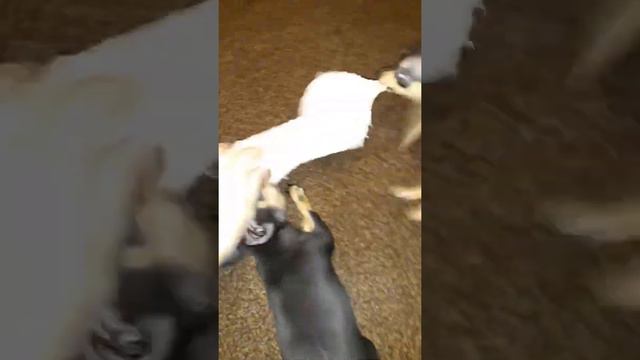 Маленькие помощники 😊 Игры Тойчиков, щенки Той-терьера смотреть онлайн