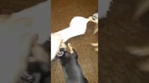 Маленькие помощники 😊 Игры Тойчиков, щенки Той-терьера