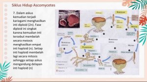 Siklus Hidup Ascomycota dan Basidiomycota