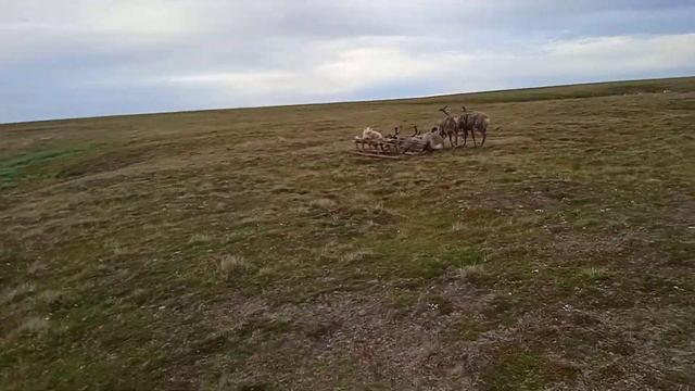 ОЛЕНИ, ЛАЙКИ ОЛЕНЕВОДСТВО В ТУНДРЕ смотреть онлайн