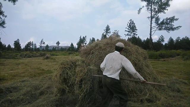 15 августа 2021 г. Сенокос в разгаре. смотреть онлайн