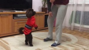 Умный дрессированный пудель выполняет команды