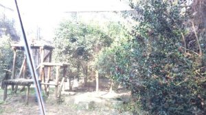 Шанхай ноябрь 2016 Зоопарк 4