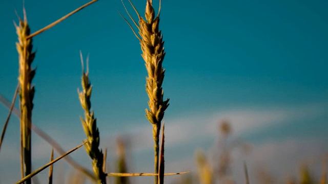 Церковный праздник. 9 АВГУСТА. Волшебный день. Что можно сделать, чтобы наладить судьбу. смотреть онлайн