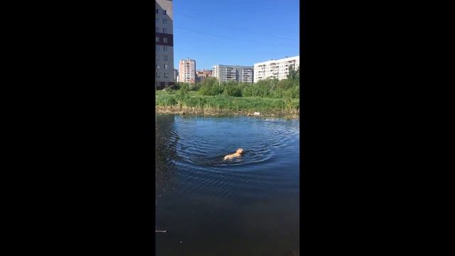 Собака лабрадор Тафгай купается в пруду. Щенок лабрадора спасатель бегает за палкой смотреть онлайн