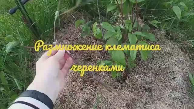 Клематис черенками