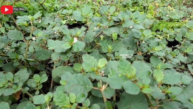 MANFAAT TANAMAN KRAJEP UNTUK KESEHATAN  KROKOT LAUT DAUN BULAT  Trianthema portulacastrum kroko