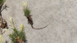 Как я научилась выращивать елки из черенков.