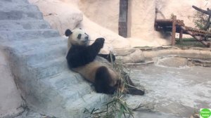 ПАНДА. Милая Кунг фу Панда.  МОСКОВСКИЙ ЗООПАРК / Panda. The Moscow Zoo